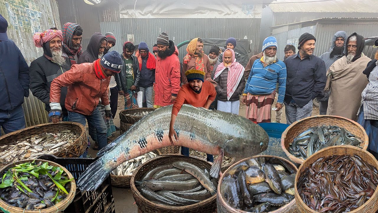 টাকা থাকলেই মিলে না!! এমন সুযোগ বছরে এক দুইবার পাওয়া যায় সস্তায় বিলের মাছ | dhaka dohar polli bazar