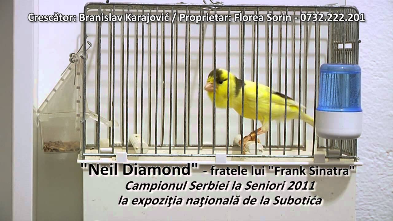 Canar Slavujar de Romania - „Neil Diamond