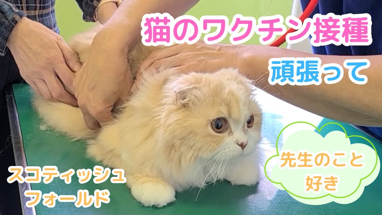 【猫のワクチン接種】ほてちゃんワクチン接種のため動物病院へ(スコティッシュフォールド) Cat vaccinations