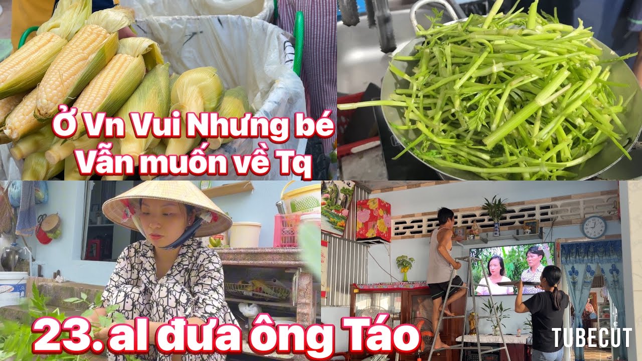 Chạy Đi Chợ Mua đồ Về Đưa Ông Táo -Bẻ mớ rau cần Nước Xào mà ăn Cơm Ngon Quá Trời ,