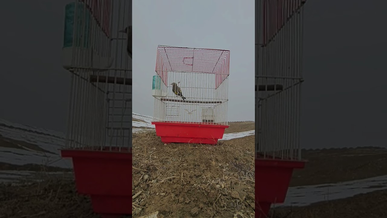 щегол чир чир ахотичный