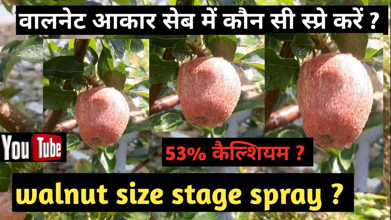 Walnut size stage sprey@Himachal Apple and culture || वालनेट साइज स्टेज पर कौन सी स्प्रे करें ?