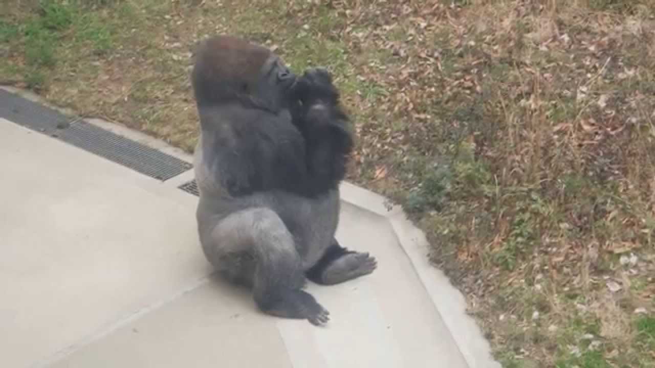 二シローランド　ゴリラ (王子動物園）お腹が大きいですWestern Lowland Gorilla(Japan`sOji Zoo)Stomach is a large