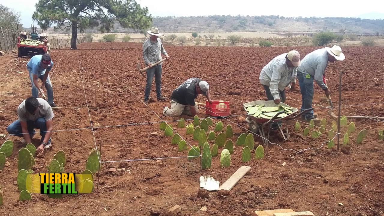 TIERRA FÉRTIL TV -  Producción de nopal (27.08.16)