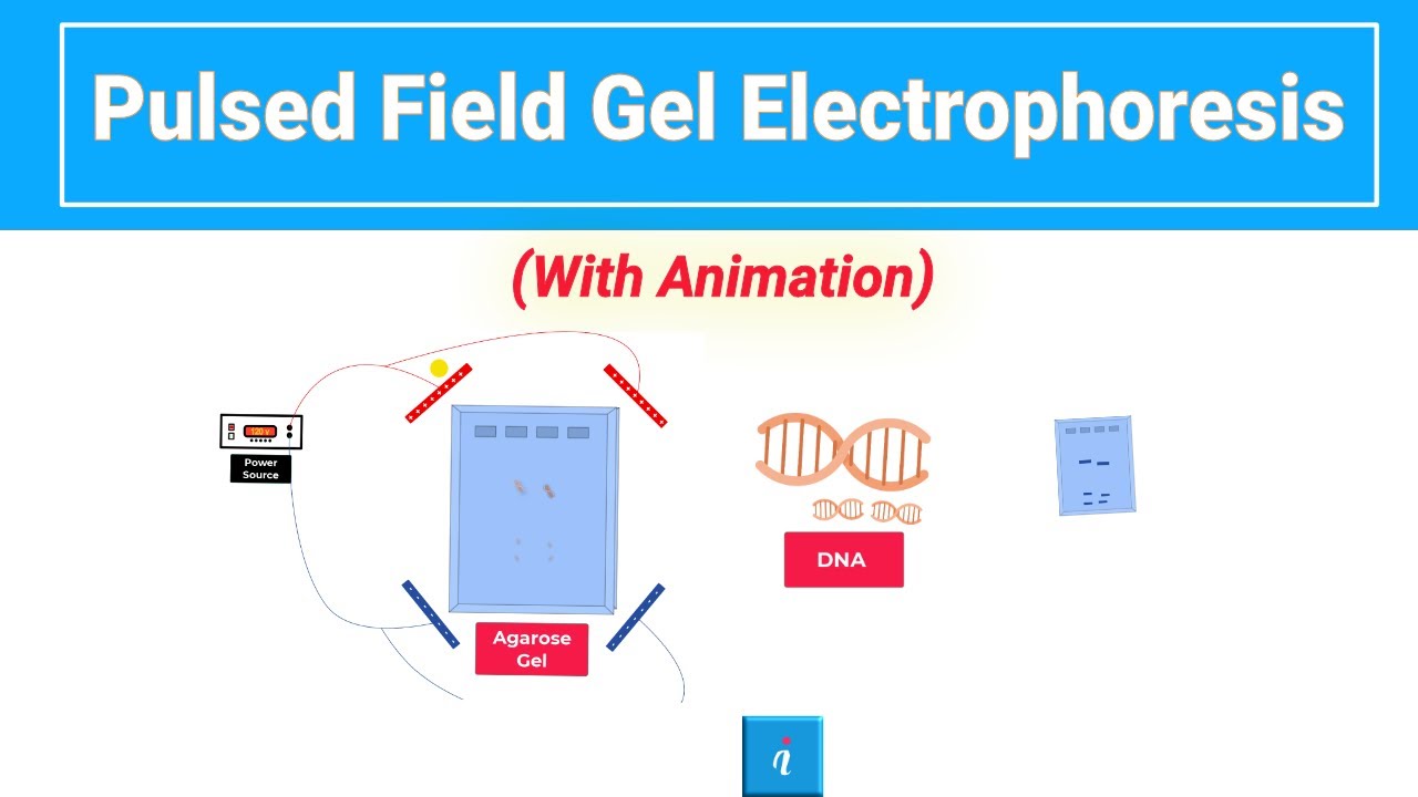 Pulsed Field Gel Electrophoresis | PFGE (with animation)