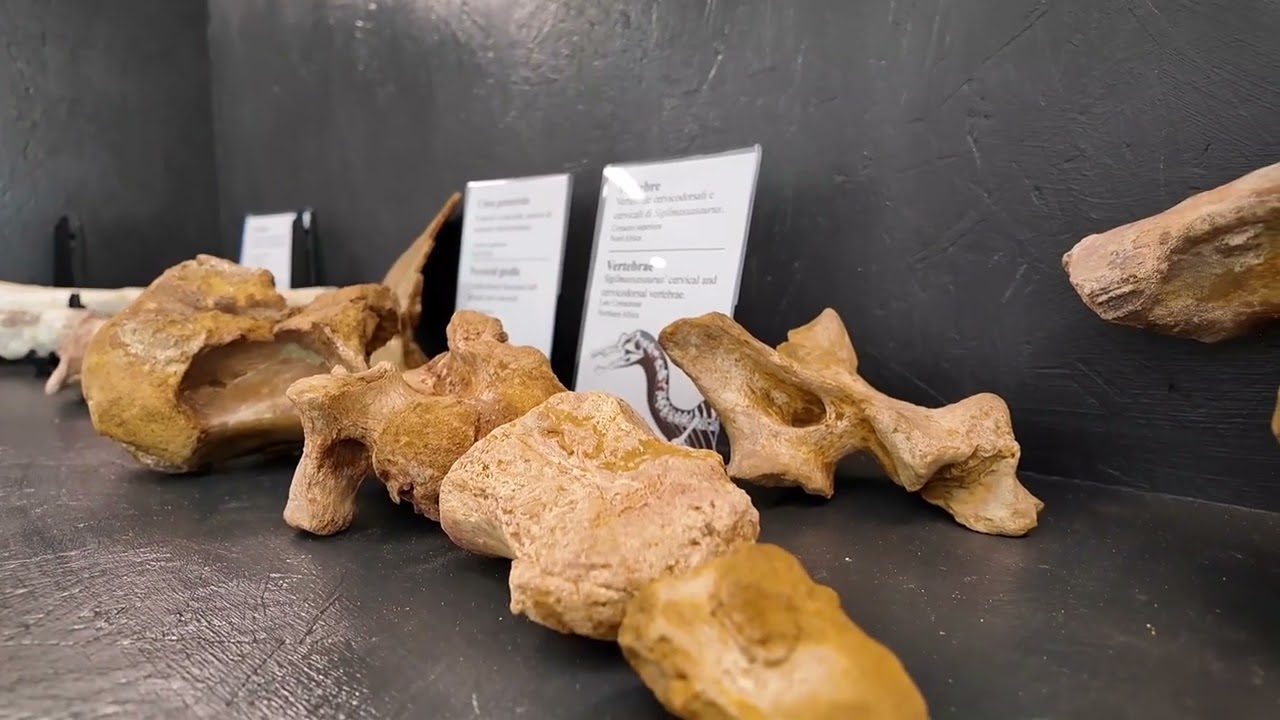 Teramo | Lo studioso Alex Paterna scopre 24 nuovi esemplari di dinosauri