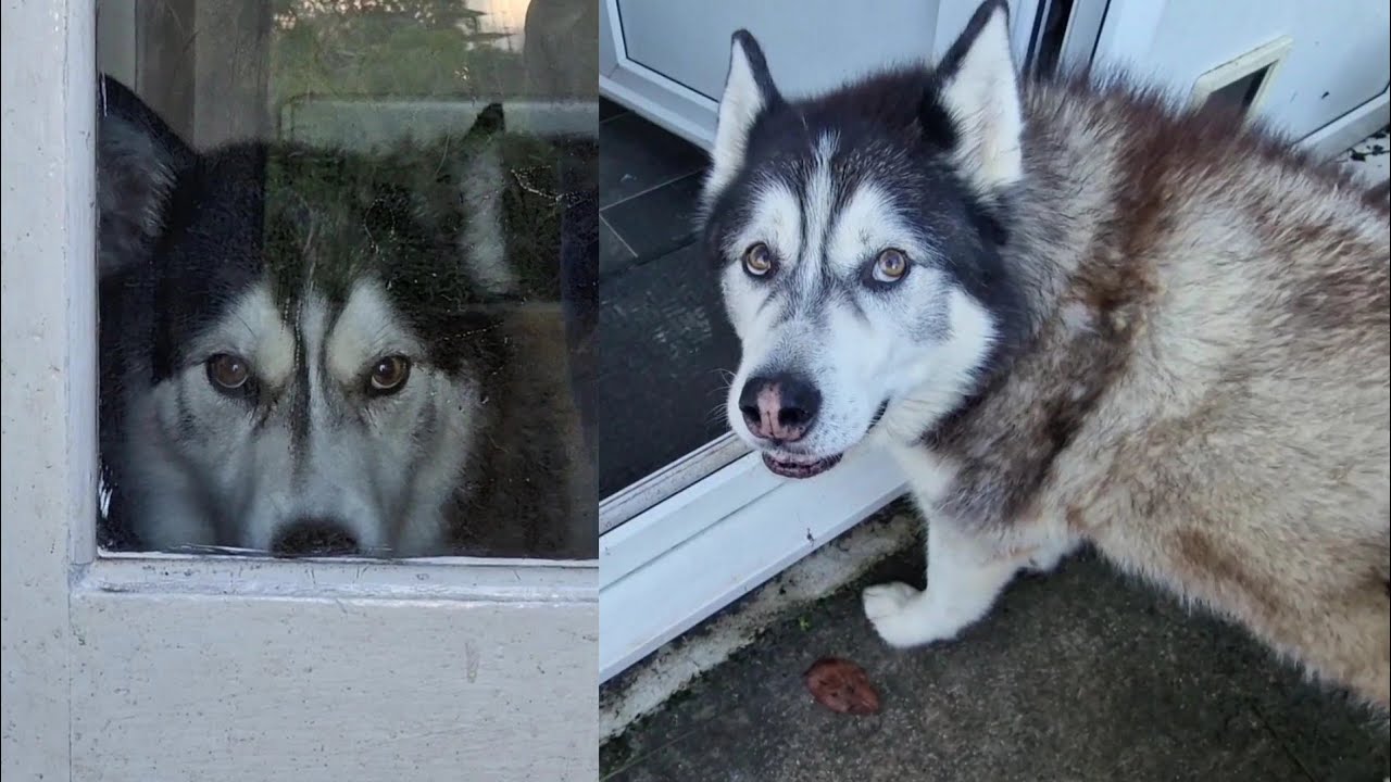 Husky Got So Excited He Forgets To Pee!