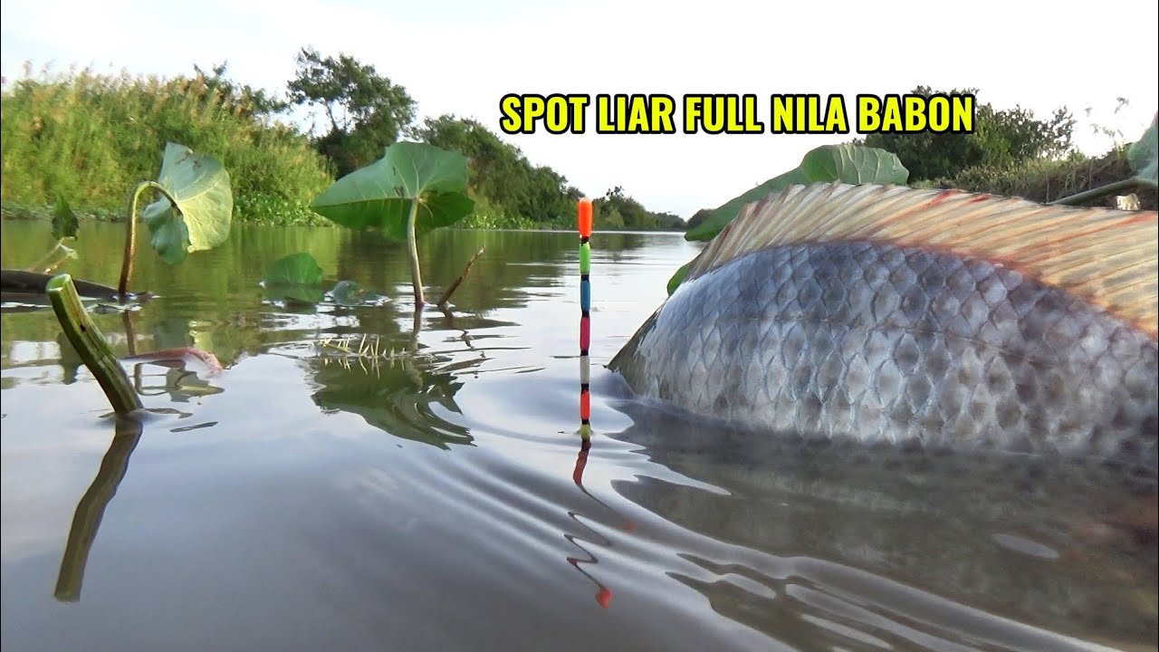 Tarikan dahsyat nila babon..!! Awas jiwa mancing mu bergetar melihat ini
