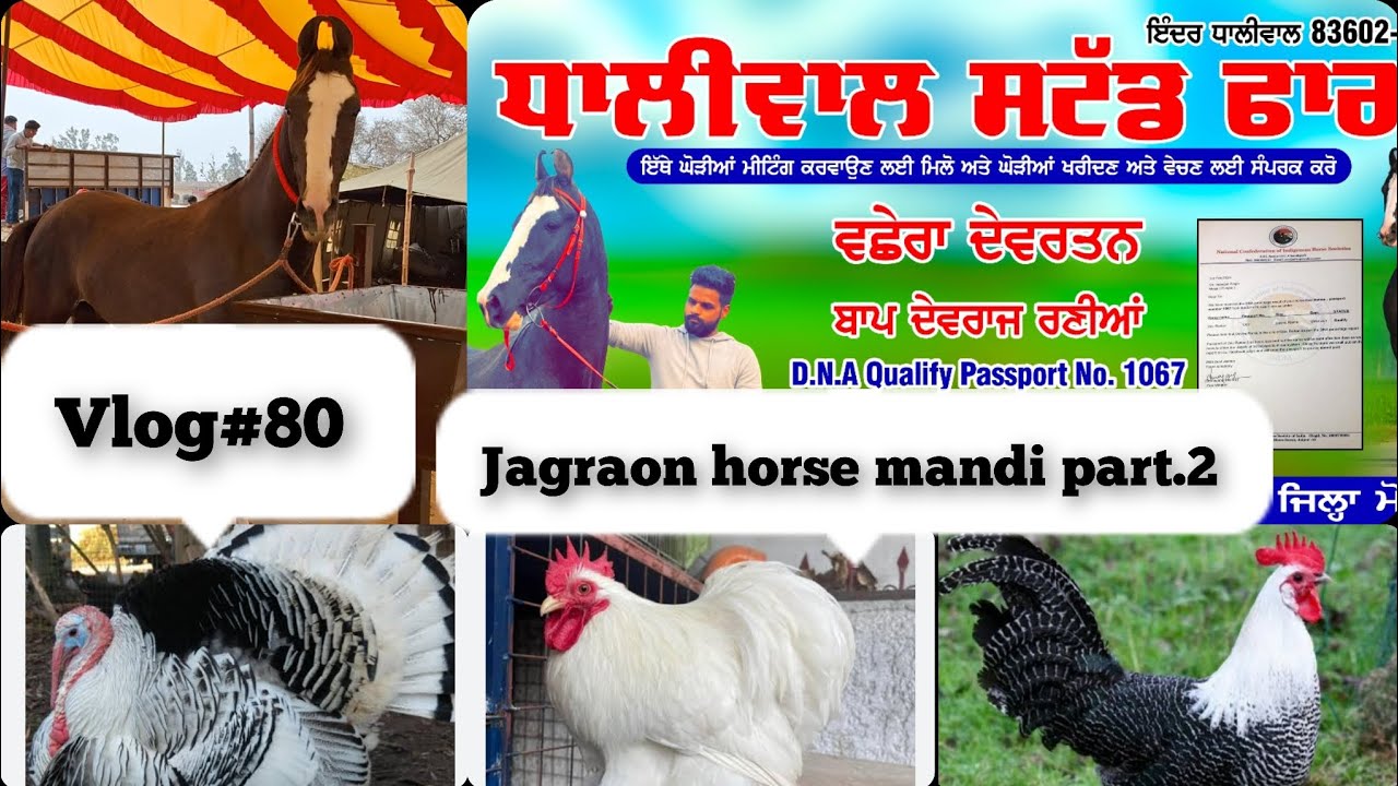Vlog#80 !! Jagraon horse mandi part.2 ਲਉ ਜੀ ਮੰਡੀ ਵਿੱਚ 10 ਲੱਖ ਆਲੇ ਘੋੜਾ ਆਇਆ ਹੋਇਆ ਜੀ🐎🔥🔥