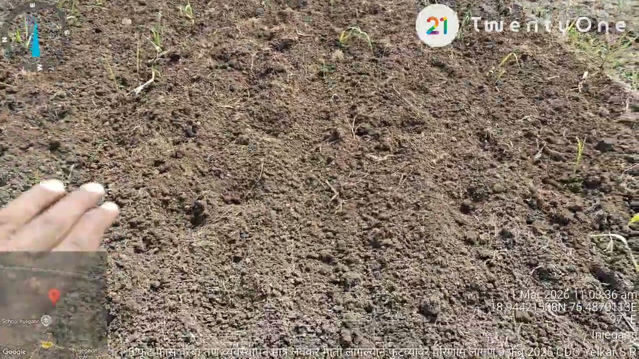 1 महीने वयाच्या उसाला लवकर माती लावल्यामुळे फुटव्यांपासून होणारे परिणाम