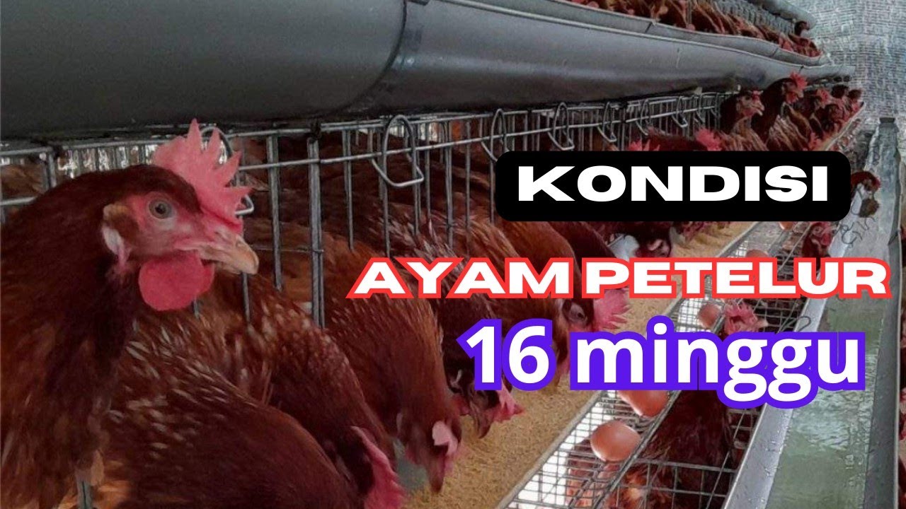 ayam petelur usia 16 minggu - live kandang