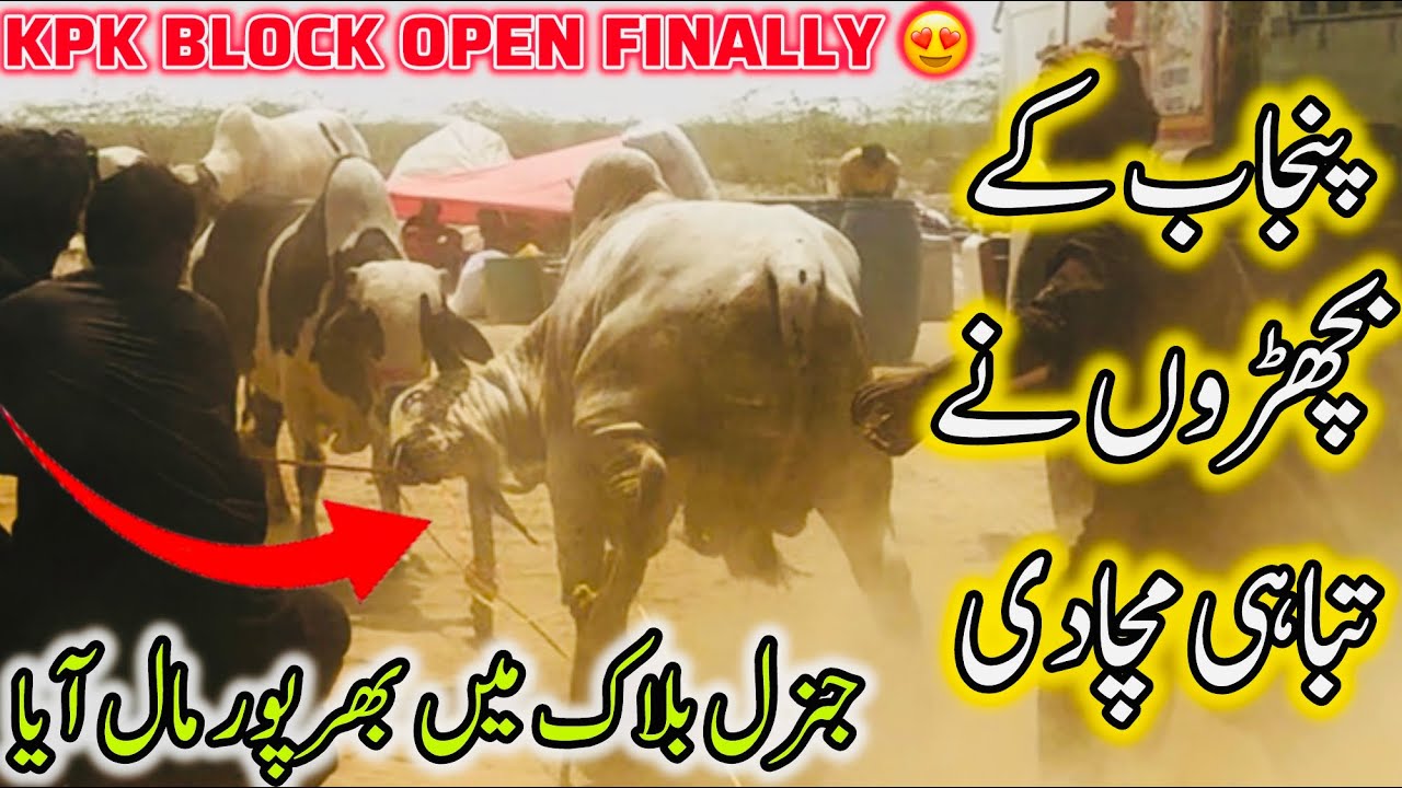 Northern Bypass Mandi Bull Got Out Of Control | Bakra Eid Season 2025