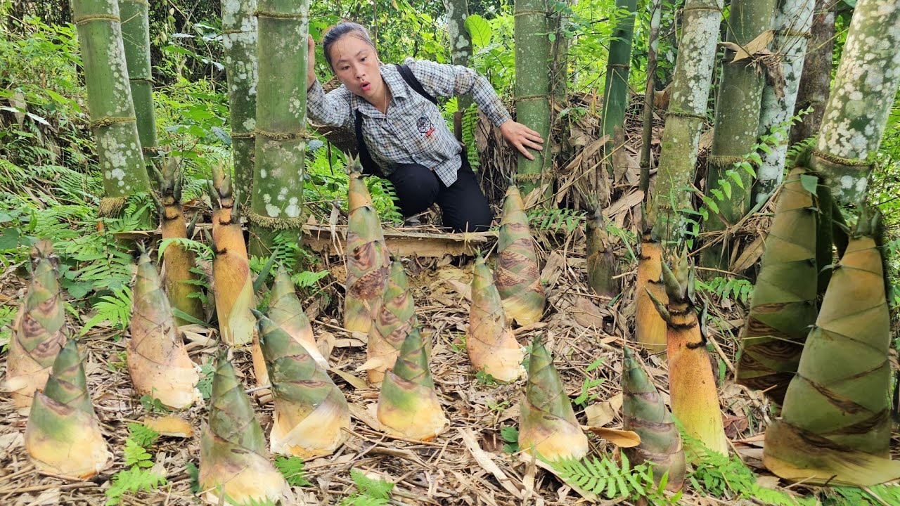 Harvesting bamboo shoots to sell, simple lunch with daughter | Tương Thị Mai