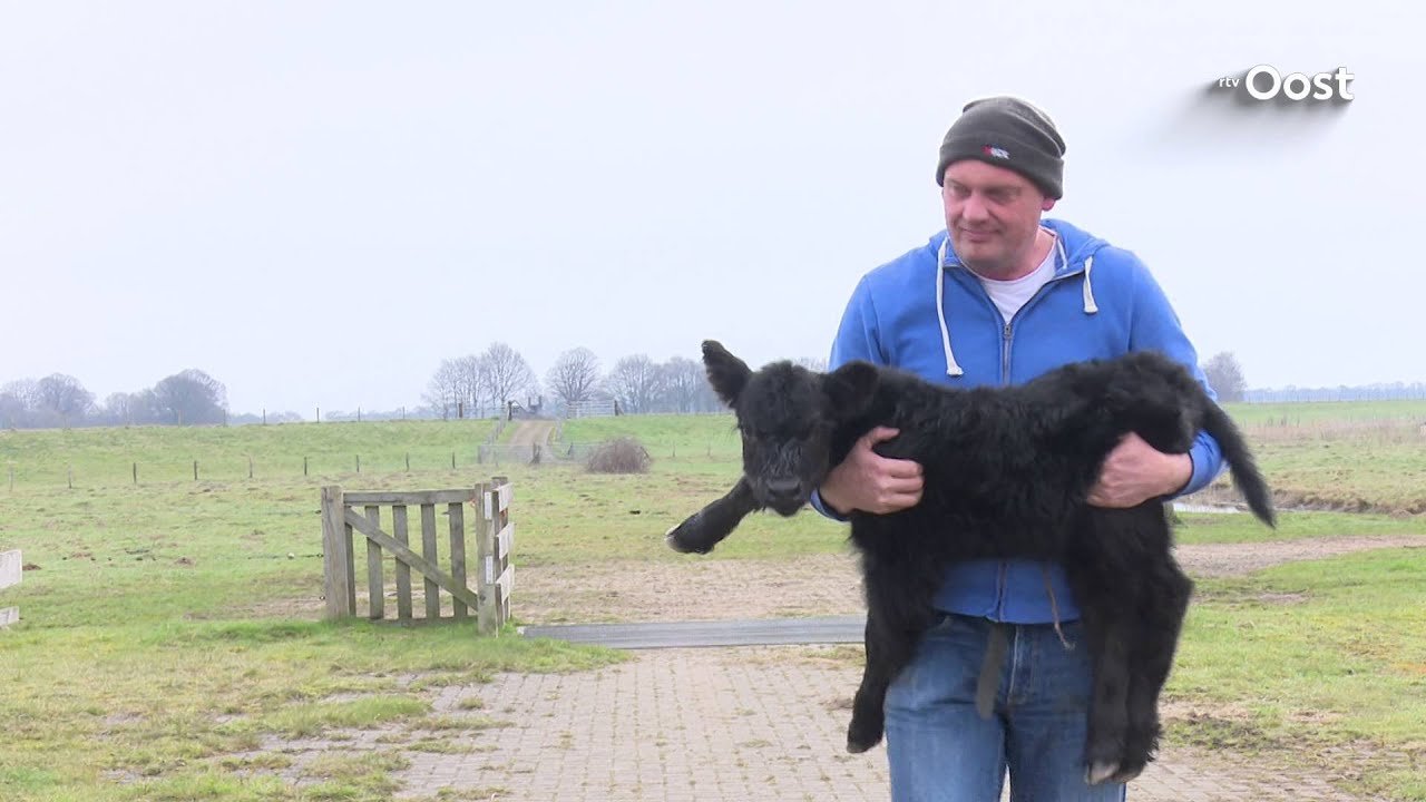 De bewoners van de Vechterweerd: Galloway koeien