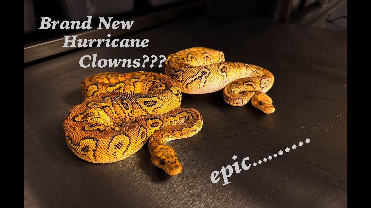 Awesome Hurricane Clown Clutch!!