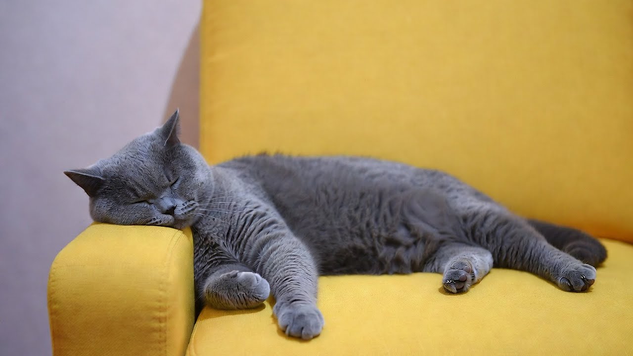 LIVE Cute Sleeping Cat Video to Help You Unwind 🌙 | Season 3