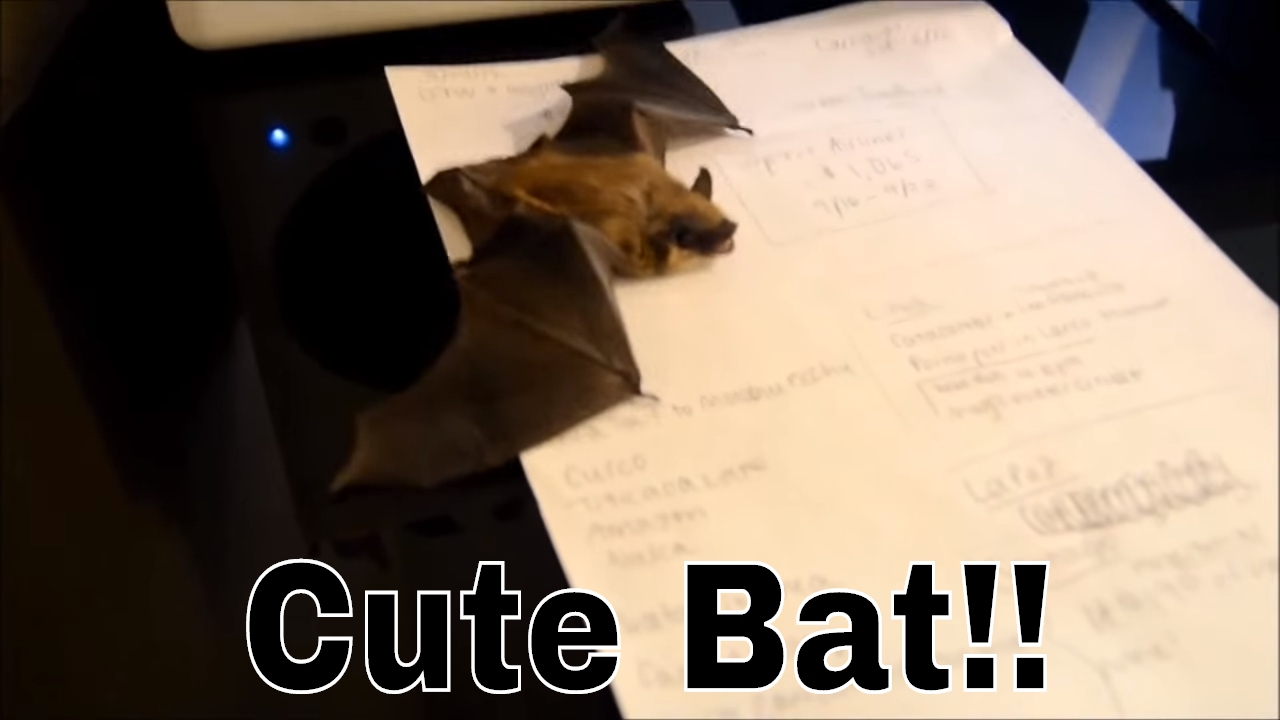 Cute Bat Sneaks In!