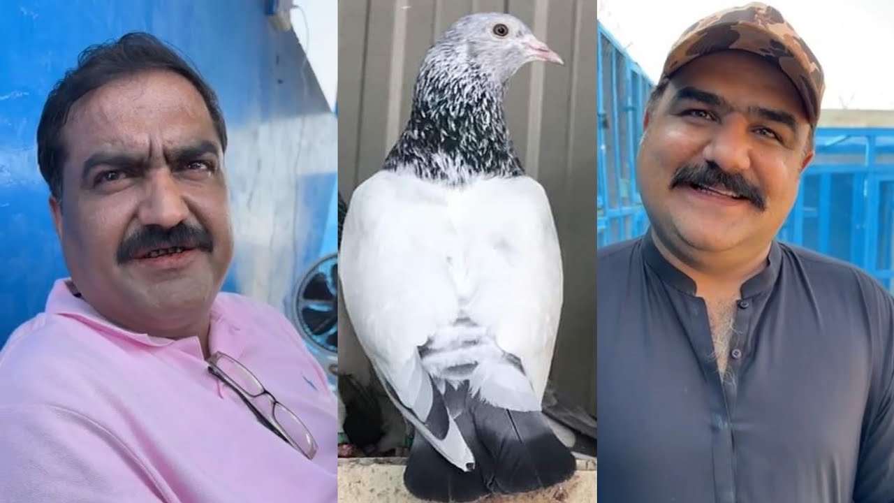Ustad Rana Munna Karachi Champions Pigeons