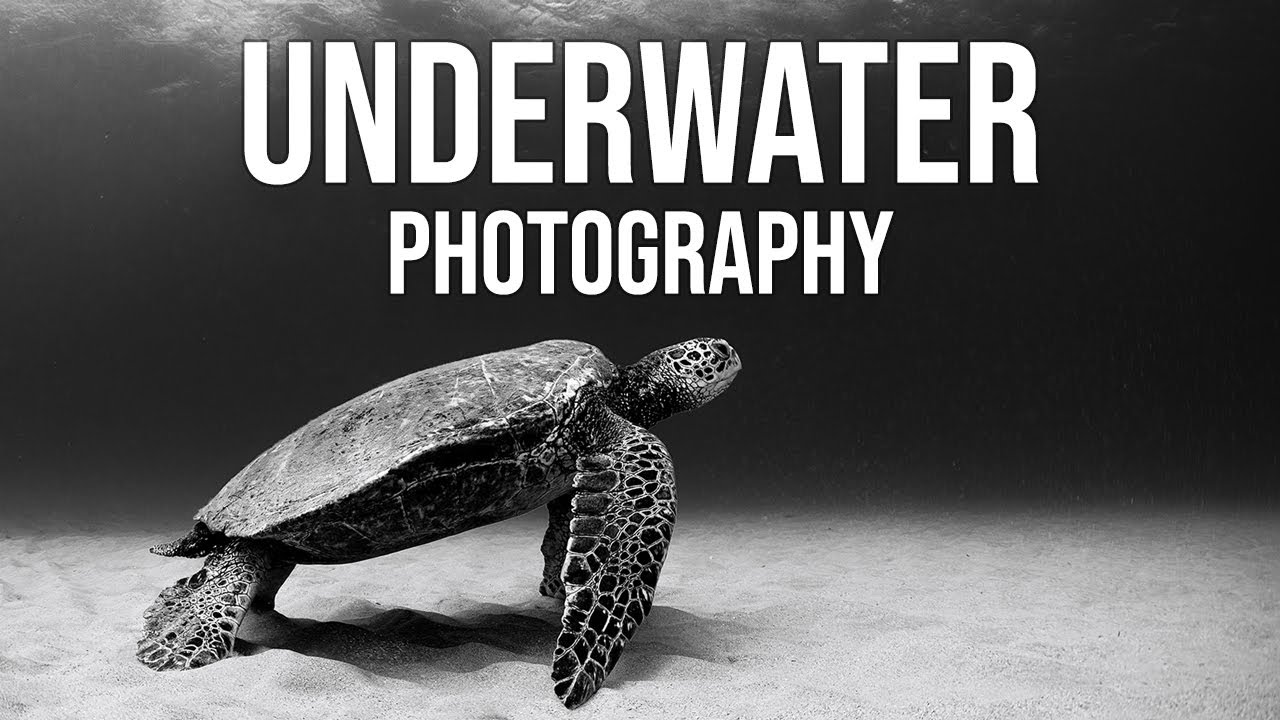 Underwater photography at Electric Beach | Photography