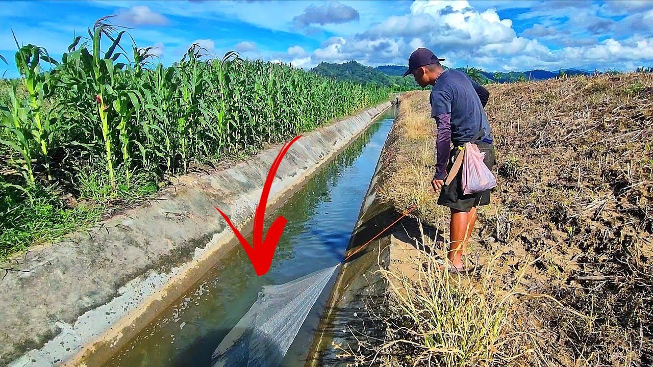 JALA IKAN DI SALURAN IRIGASI KECIL, TIDAK DI SANGKA HASILNYA BISA BEGINI.‼️ fishing nets