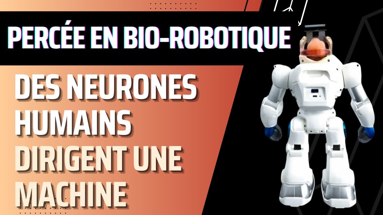 Des chercheurs chinois développent un robot contrôlé par un “cerveau” issu de cellules souches