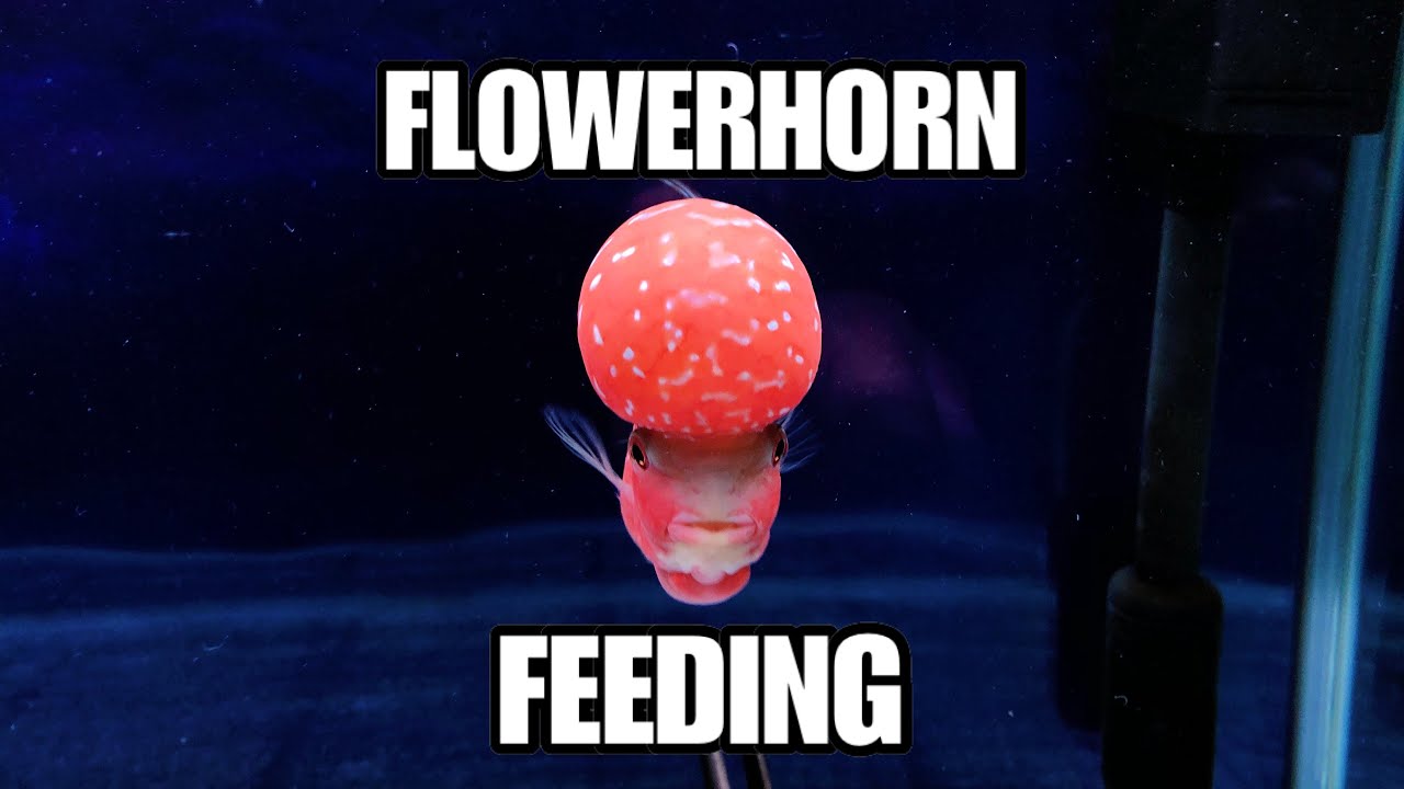 Flowerhorn Feeding Video
