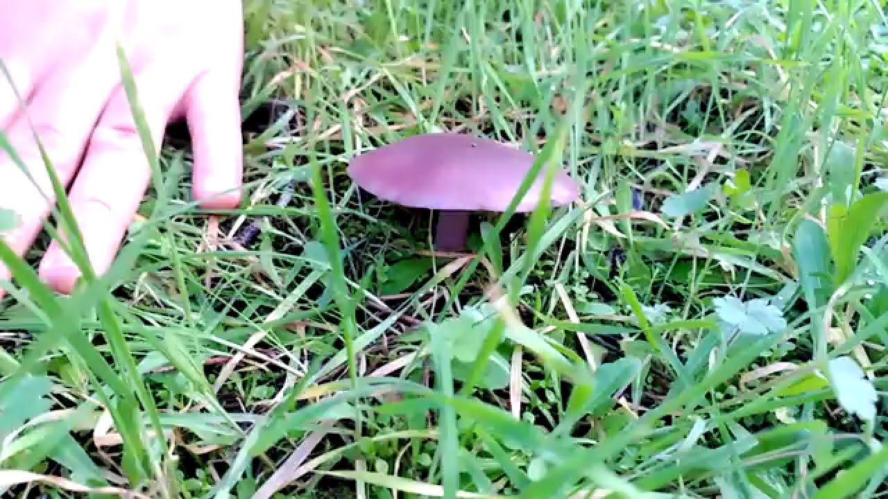 LEPISTA NUDA , PIE AZUL. CORTE EN SLOW MOTION (720fps) HD