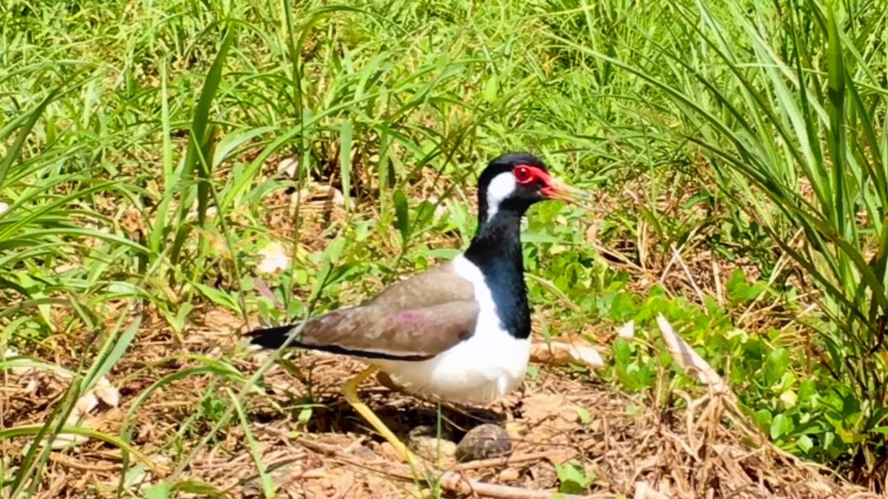 Mother Bird and Her Eggs in Field (1) – Red-wattled Lapwing's Egg Hatching on the Ground (Ep50)