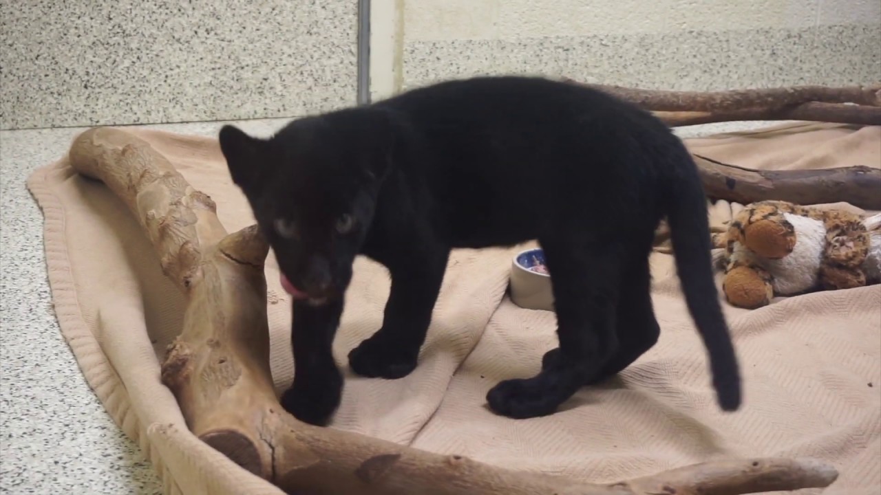Seraphina the Jaguar Cub
