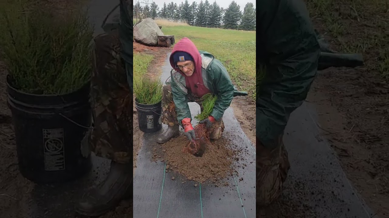 Planting bare root trees in weed barrier fabric