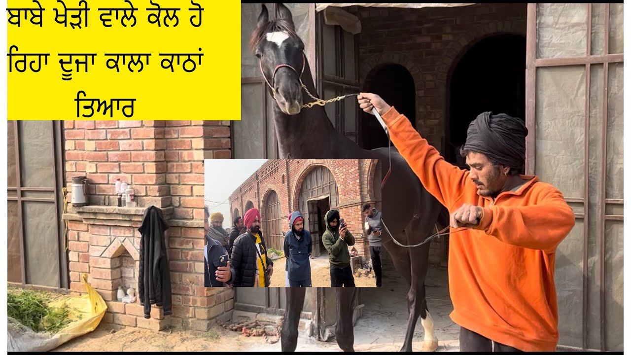 ਬਾਬੇ ਖੇੜੀ ਵਾਲੇ ਕੋਲ ਹੋ ਰਿਹਾ ਦੂਜਾ ਕਾਲਾ ਕਾਠਾਂ ਤਿਆਰ #horse  #viralvideo  #horsecare 