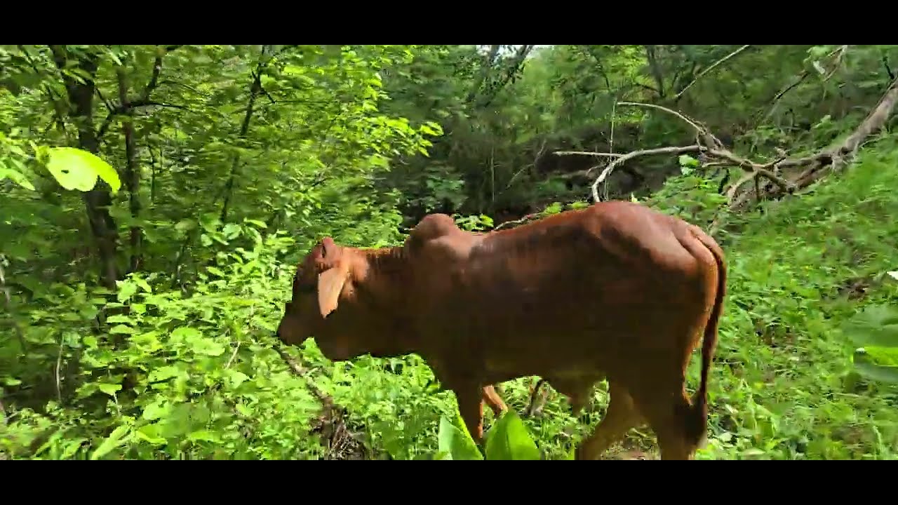 COLOCAMOS NOSSO GADO SINDI NUMA ROÇA NOVA DE PASTO