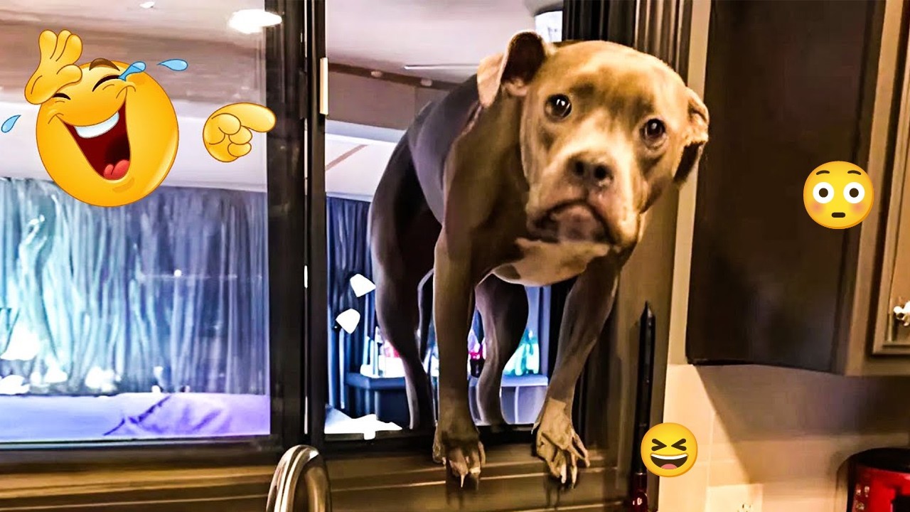 These Dogs Are Out of Control 🥴🐶 Funniest Dog Moments 2026 #38