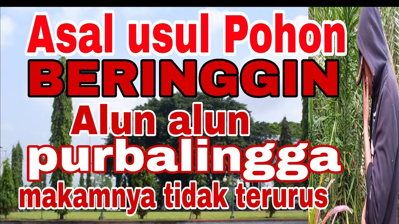 🔘 Asal Usul pohon beringin dan Den Arum ,Alun Alun Purbalingga