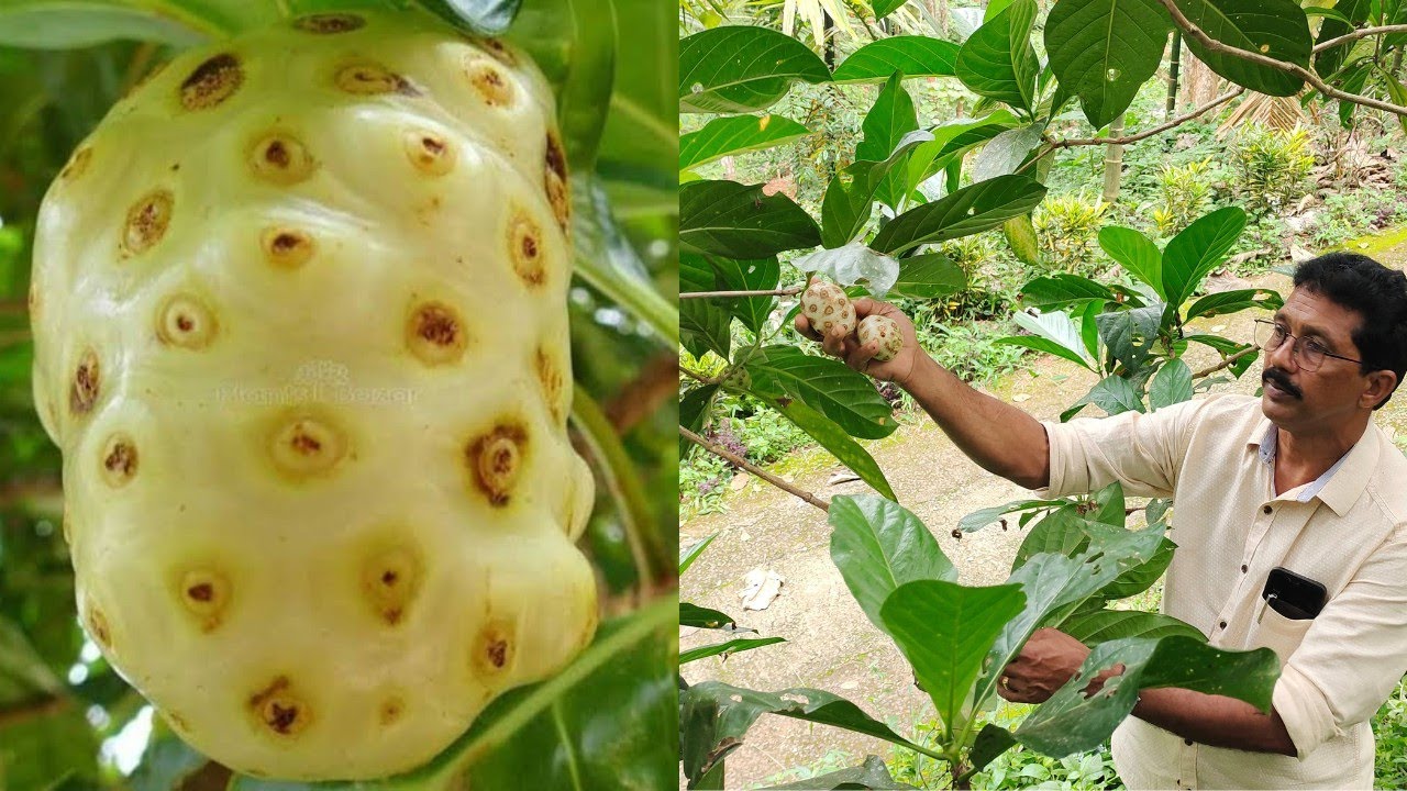 മുടി കൊഴിച്ചിൽ മുതൽ അൾസർ വരെ മാറ്റുന്ന നോനി പഴം കൃഷി ചെയ്യുന്ന കർഷകൻ|Noni Fruit Farm