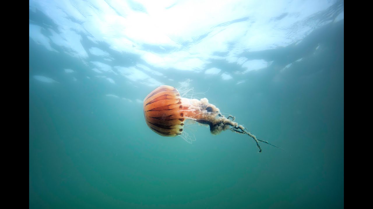 Pusula Denizanası ile ilgili tüm detaylar