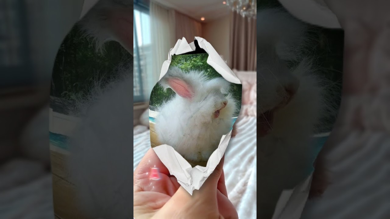 Fluffiest Animals That Look Like Walking Marshmallows! 🐾☁️  #alkijhe #animallovers #fluffyanimals