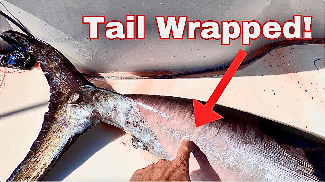 WILD *TAIL WRAPPED* Swordfish! Catch Clean Cook! Simple on the Traeger Grill!