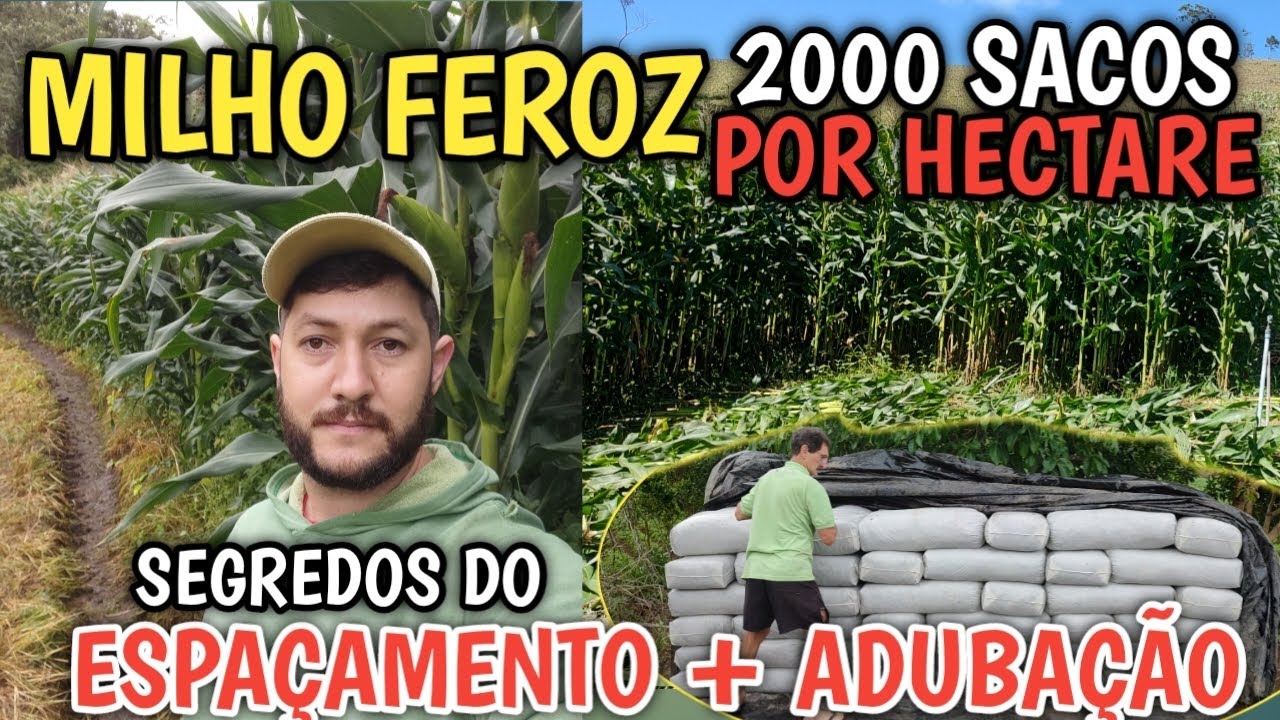 silagem de milho feroz segredo pra produzir 2000 sacos por hectare? 60 toneladas