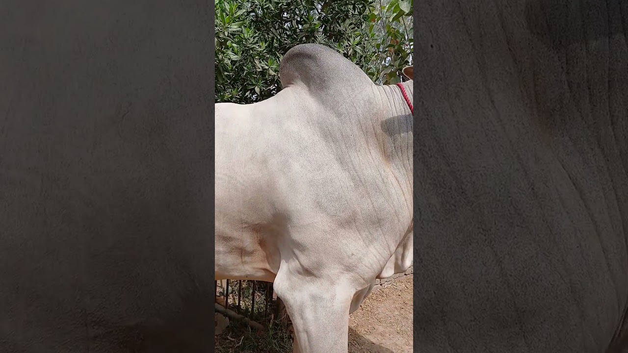 #cow #qurbani #03457298502