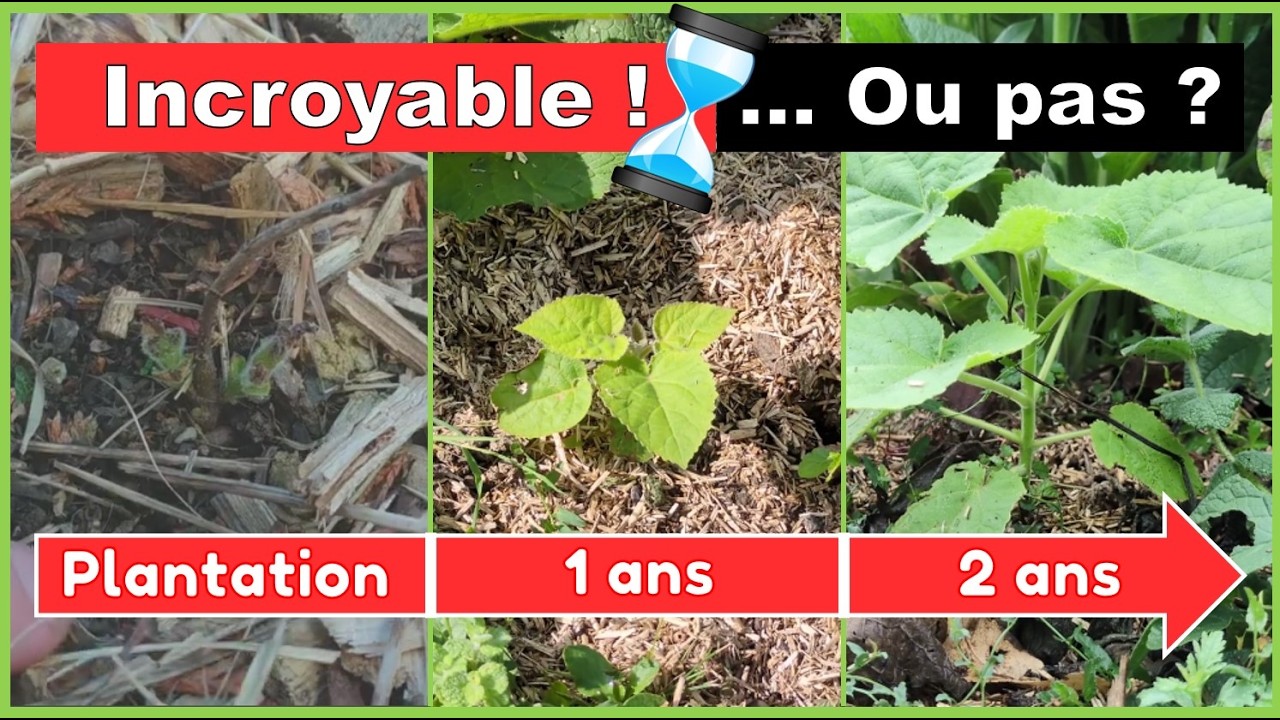 PAULOWNIA : arbre incroyable... vraiment ?