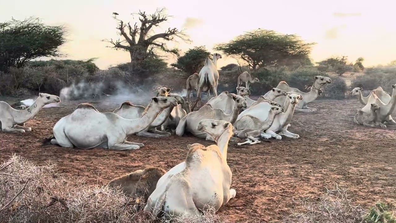 📍Kismayo Outskirts (-0.3907888, 42.4885498)