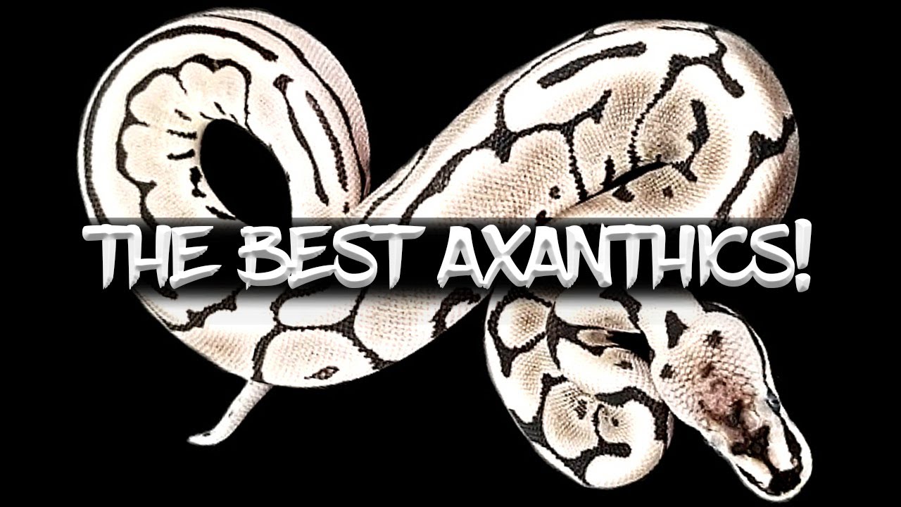 How to Make the Best Axanthic Ball Python Combos!