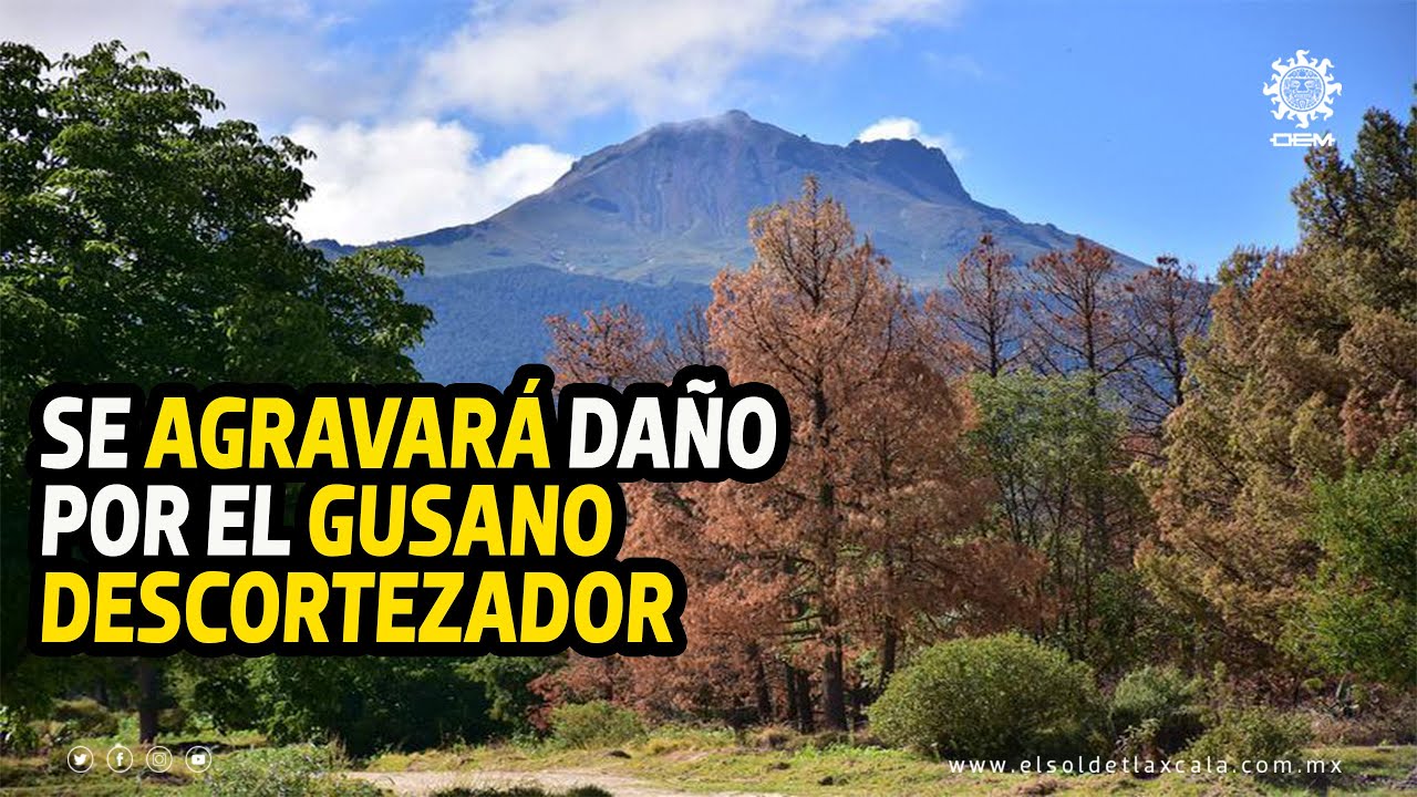 En la Malinche se agravará daño por el gusano descortezador