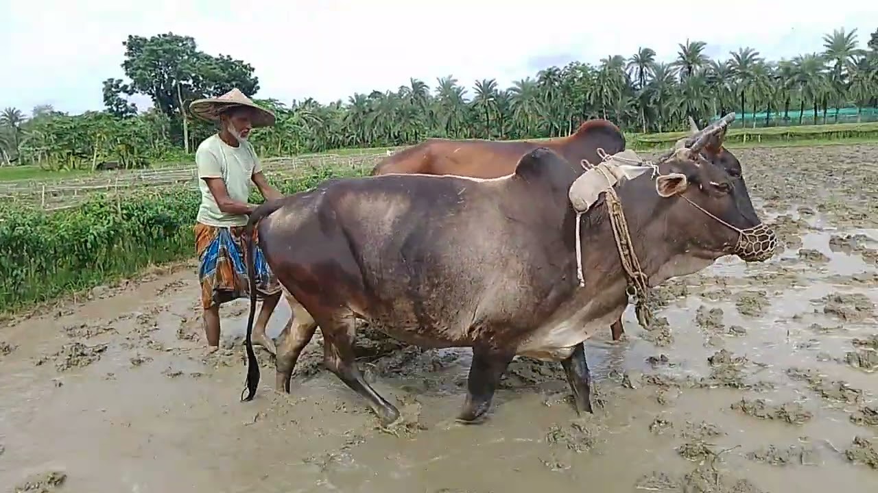 জমিতে গরু দিয়ে নাঙ্গল দিচ্ছে চাষী/ #fm #video #vairal #agriculture #krishi #cow #যশোরী