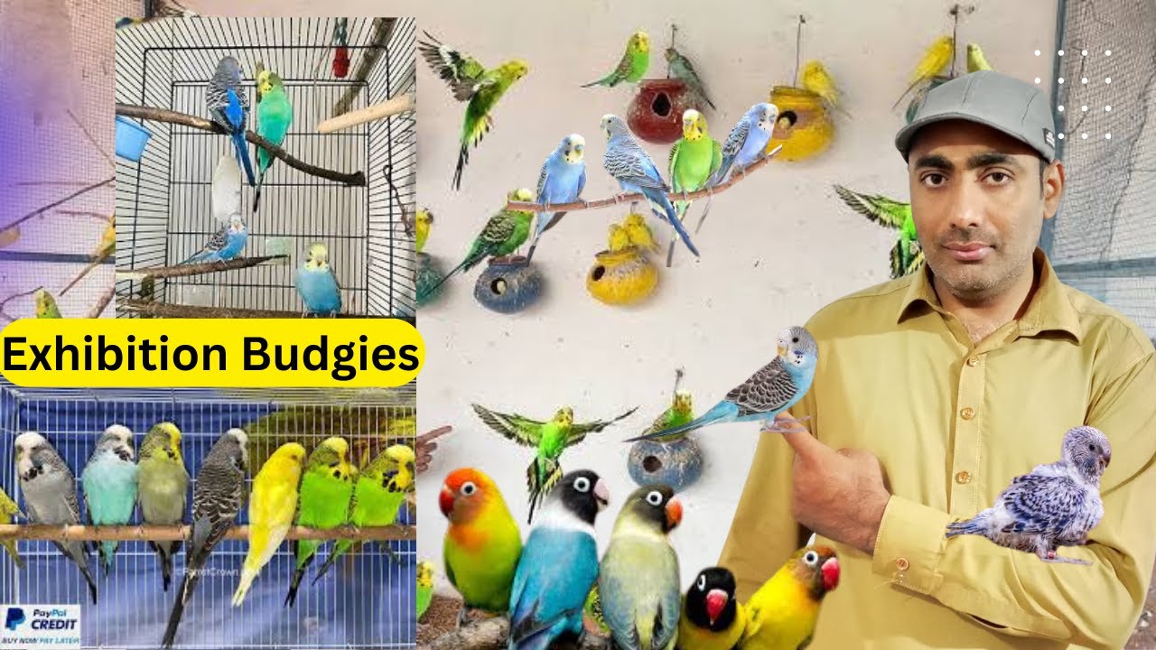 Exhibition Budgies Parrots Mini Zoo Main A gaiy Hain 😂Bht Piyary Hain ❤️ Budgies Parrots Ly Aiye 🥰