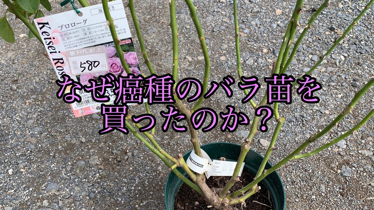 なぜ癌種のバラ苗を買ったのか？ばらきち的癌種の認識をお話しします。