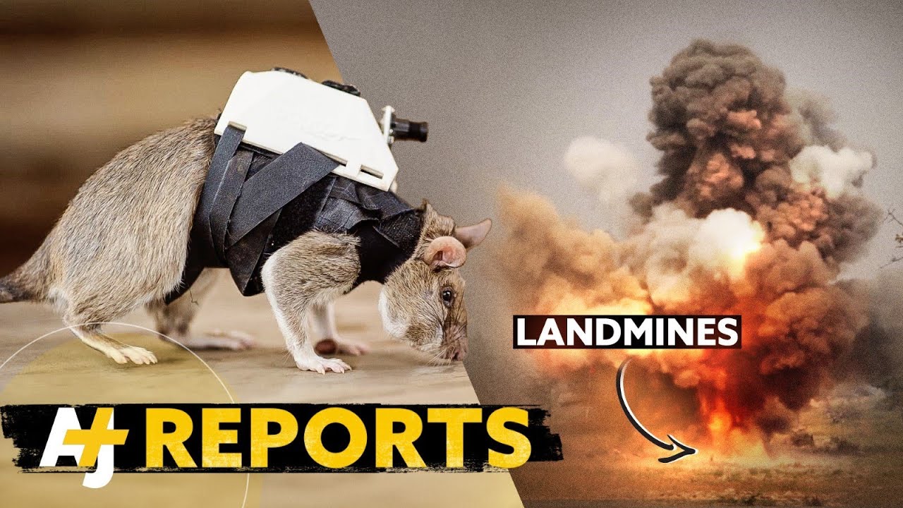 These Rats Are Sniffing out Landmines And Saving Lives