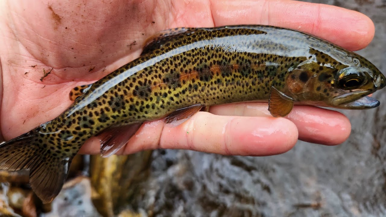 SC Fly Fishing - 1-9-26