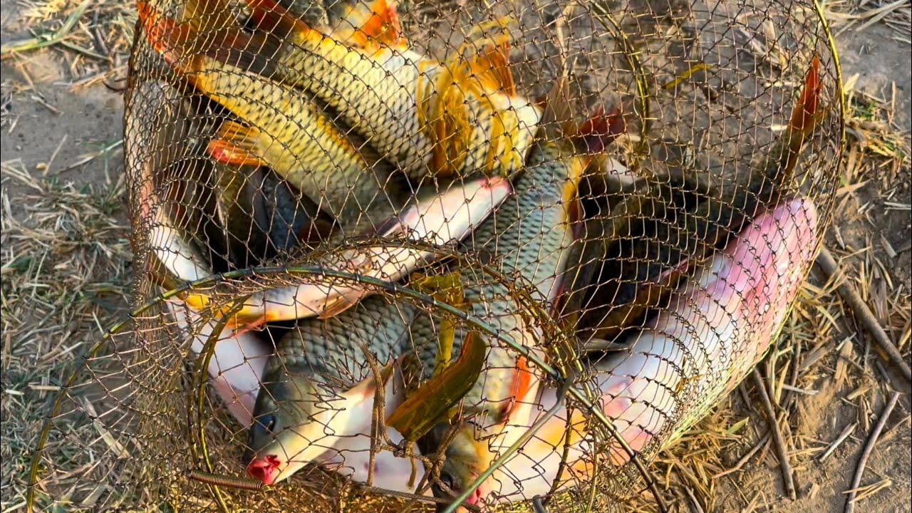 Ich habe viele Wildfische gefangen | I caught a lot of wild fish